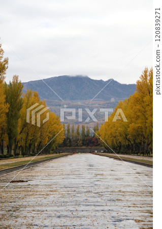 Beautiful autumn foliage at Teine Maeda Forest Park in Sapporo 120839271