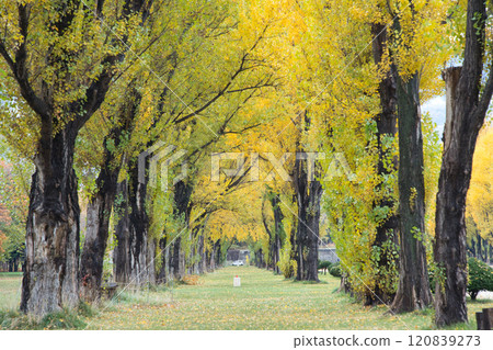 Beautiful autumn foliage at Teine Maeda Forest Park in Sapporo 120839273