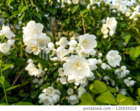 Beautiful plum blossoms after the rain. White flowers of Umebana 120839328