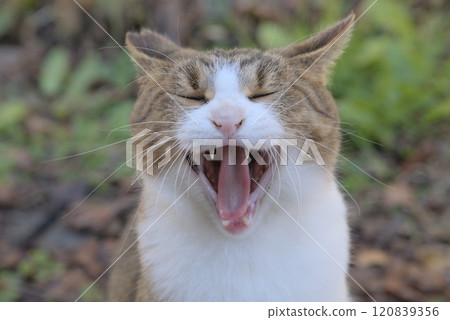 A yawning cat 120839356