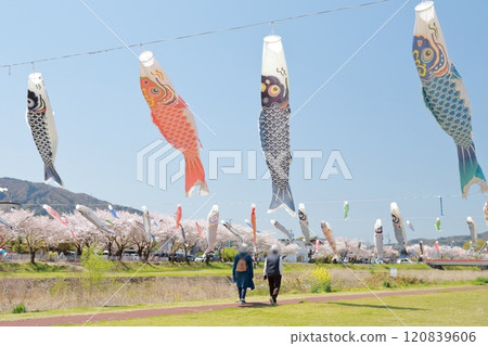 Elderly couple taking a walk, cherry blossoms and carp streamers 120839606