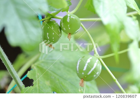 Okinawan melon fruit Okinawa melon 120839607