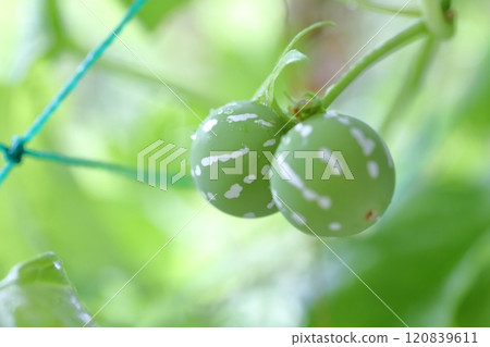 Okinawan melon fruit Okinawa melon 120839611
