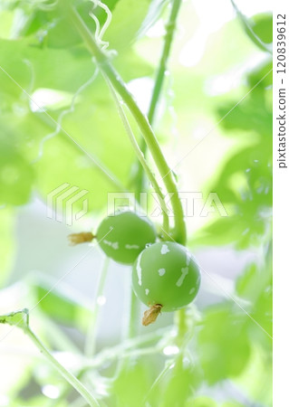Okinawan melon fruit Okinawa melon 120839612