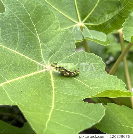 Relaxing tree frog 120839676
