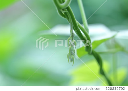 Close-up of Mucuna pruriens Close-up of Mucuna pruriens 120839702