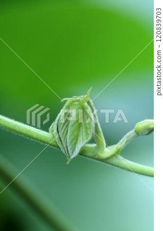 黧豆的特寫鏡頭 黧豆的特寫鏡頭 120839703
