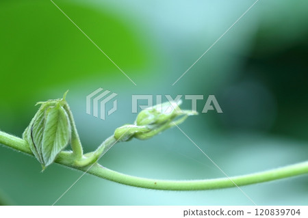 Close-up of Mucuna pruriens 120839704
