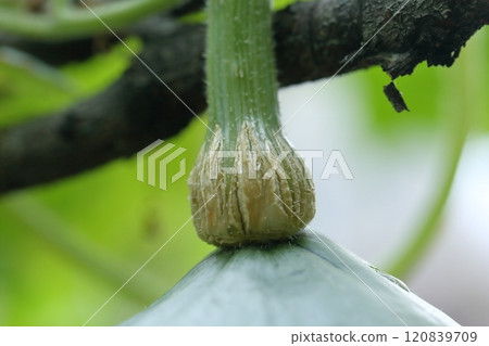 南瓜莖的特寫 120839709