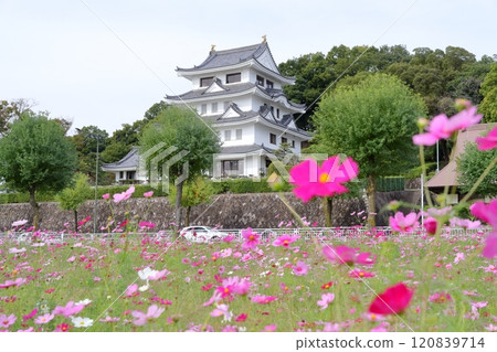 Asahi Castle and cosmos fields (Owariasahi City, Aichi Prefecture) 120839714