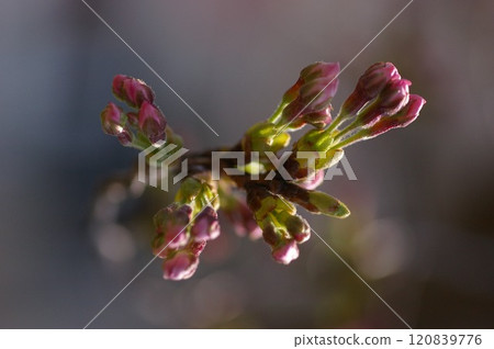 Buds growing from parent tree to young tree, close to blooming 1 120839776