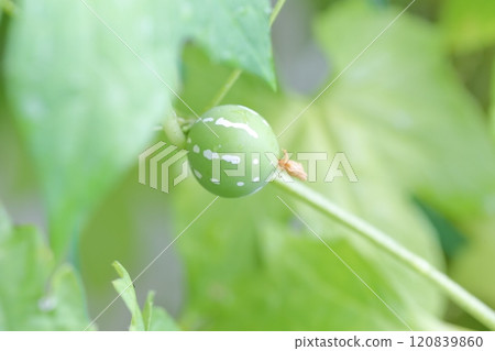 Okinawan melon fruit Okinawa melon 120839860