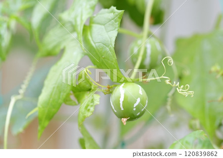 Okinawan melon fruit Okinawa melon 120839862