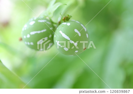 沖繩麻雀瓜果實 沖繩麻雀瓜 120839867