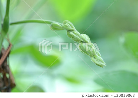 Close-up of Mucuna pruriens 120839868