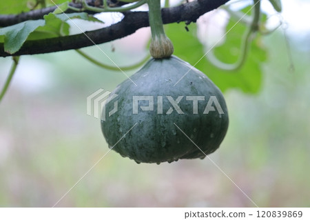 南瓜氣培 120839869