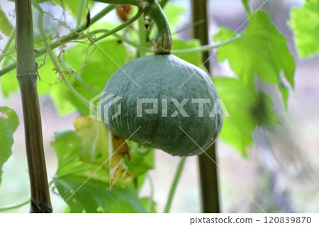 Pumpkins grown in the air Pumpkins grown in the air 120839870