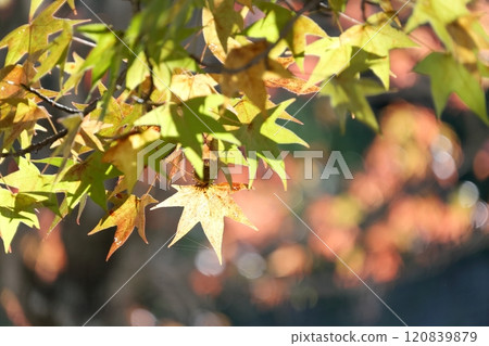 Trees with colorful autumn leaves (American sweetgum, sweetgum) Trees with colorful autumn leaves (American sweetgum, sweetgum) 120839879