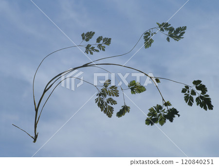 An endless expanse of sky. Leaves dancing leisurely in the air. A world of zero gravity. An infinite expanse. An endless expanse of sky. Leaves dancing leisurely in the air. A world of zero gravity. An infinite expanse. 120840251