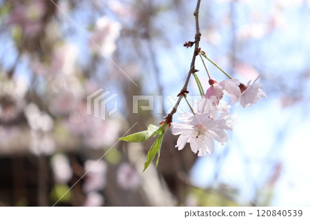 櫻花盛開 120840539