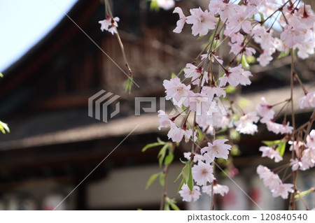 The cherry tree at the shrine 120840540
