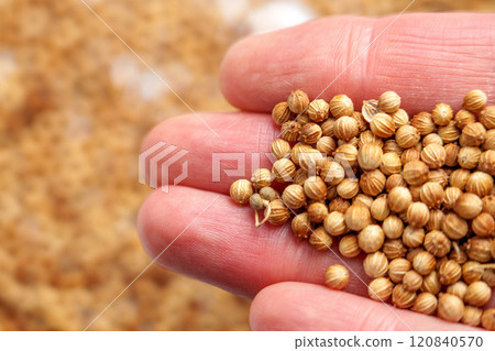 A hand gently holding organic whole coriander seeds. Herbal medicine and culinary ingredient. Macro shot 120840570