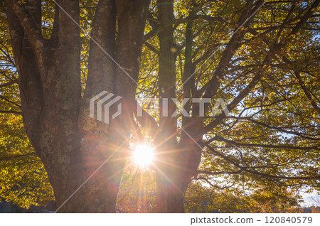 The sun shining through the gaps in the zelkova trees The sun shining through the gaps in the zelkova trees 120840579