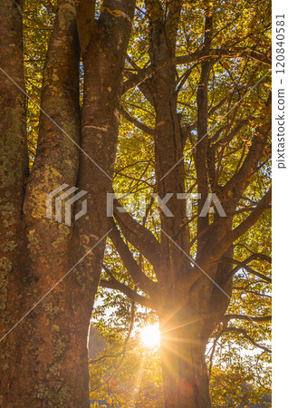 The sun shining through the gaps in the zelkova trees The sun shining through the gaps in the zelkova trees 120840581