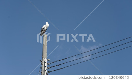 A stork resting on a telephone pole A stork resting on a telephone pole 120840643