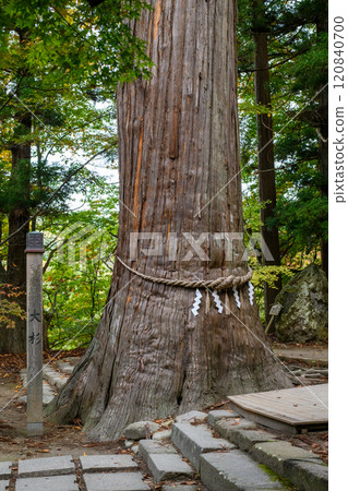 Nakano Shrine, sacred large cedar tree, natural monument, Aomori Prefecture Nakano Shrine, sacred large cedar tree, natural monument, Aomori Prefecture 120840700