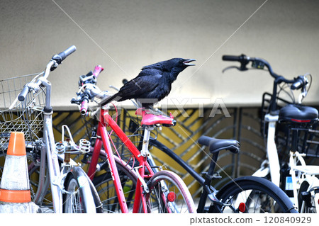 日本橫濱市景:一隻烏鴉啄食因老化而損壞或破裂的自行車座墊,並開始挖出內部… 日本橫濱市景:一隻烏鴉啄食因老化而損壞或破裂的自行車座墊,並開始挖出內部… 120840929