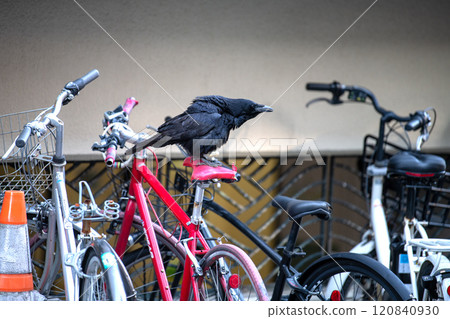 Yokohama cityscape, Japan: A crow pecks at a damaged and cracked bicycle saddle and digs out the insides... 120840930