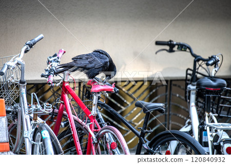 日本橫濱市景：一隻烏鴉啄食因老化而損壞或破裂的自行車座墊，並開始挖出內部… 120840932
