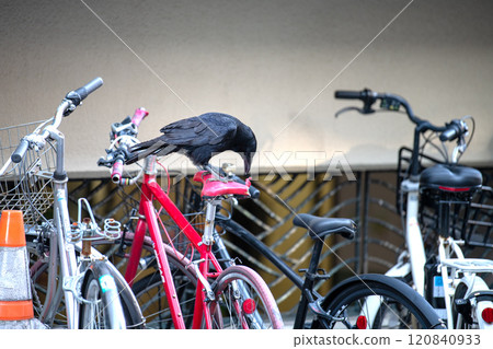 日本橫濱市景：一隻烏鴉啄食因老化而損壞或破裂的自行車座墊，並開始挖出內部… 120840933