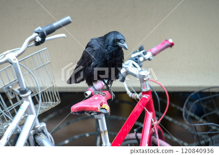 Yokohama cityscape, Japan: A crow pecks at a damaged and cracked bicycle saddle and digs out the insides... 120840936