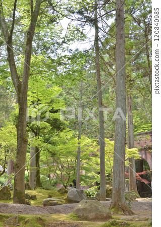 Blue autumn leaves of Nanzenji Blue autumn leaves of Nanzenji 120840985