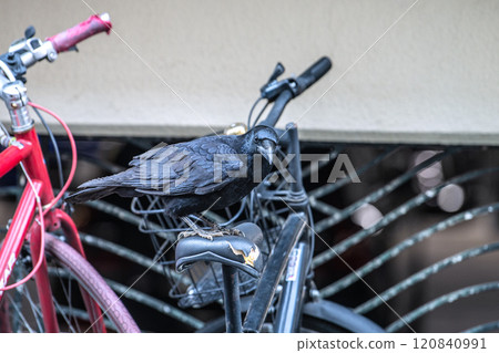 Yokohama cityscape, Japan: A crow pecks at a damaged and cracked bicycle saddle and digs out the insides... Yokohama cityscape, Japan: A crow pecks at a damaged and cracked bicycle saddle and digs out the insides... 120840991