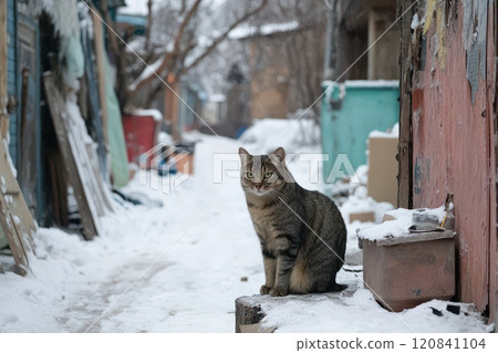 Cat sitting in snowy alley during Christmas season 120841104