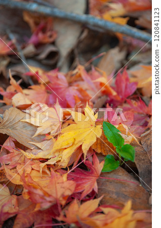 Fallen leaves of colored maple leaves Fallen leaves of colored maple leaves 120841123