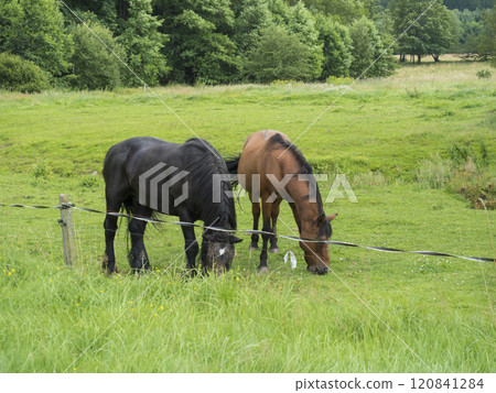 Two close up horses, ginger brown and black, grazing on summer meadow behind electric fence with leafy trees and deciduous forest background 120841284