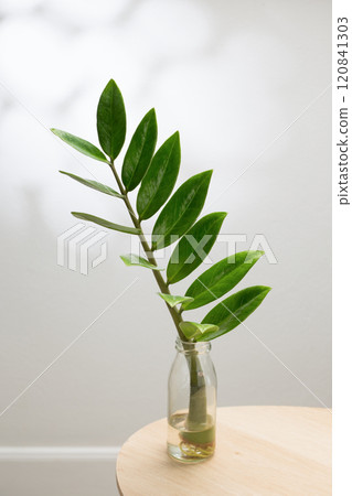 Zamioculcas zamiifolia or zz plant 120841303