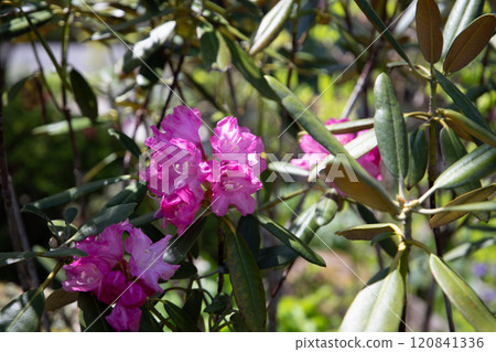 Pink flower blooming in autumn 120841336