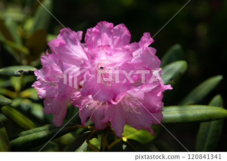 Rhododendron raindrops 120841341