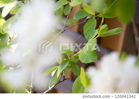  White flower 120841342