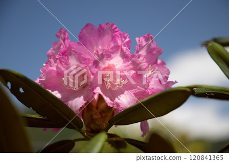 杜鵑花雨滴 杜鵑花雨滴 120841365