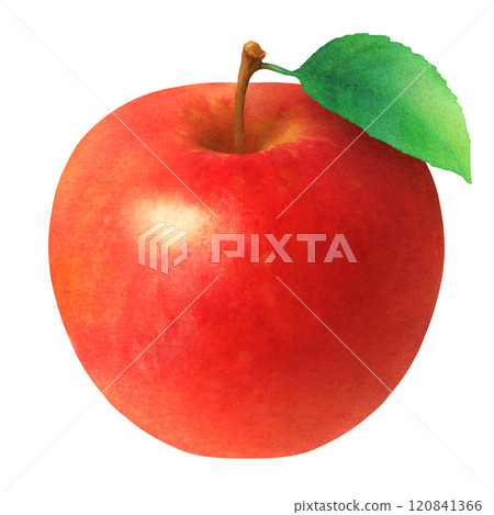 Hand-drawn watercolor illustration of red apples and leaves_fresh fruit Hand-drawn watercolor illustration of red apples and leaves_fresh fruit 120841366