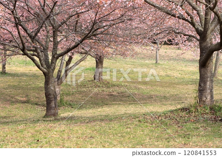 Cherry tree in full bloom Cherry tree in full bloom 120841553