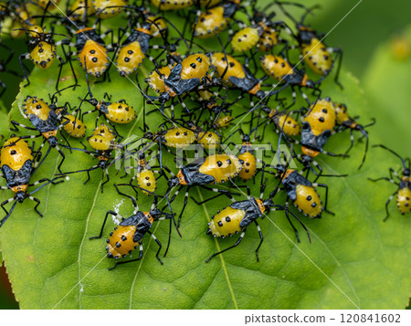 Kibara helicopter bug 120841602