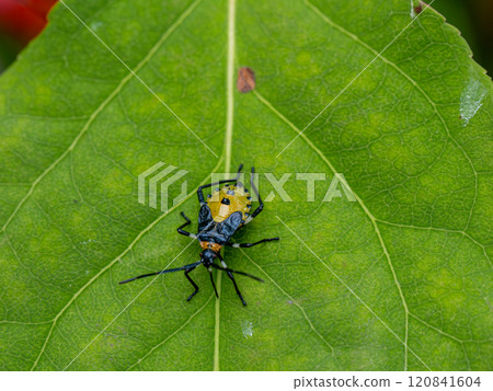 Kibara helicopter bug 120841604