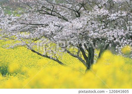 Cherry blossoms and rape fields 120841605
